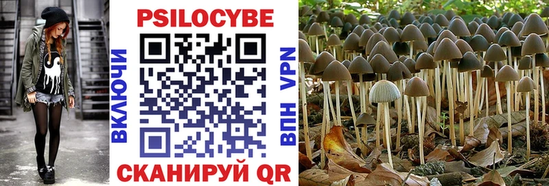 Псилоцибиновые грибы Psilocybe  Купить закладки  Емва 